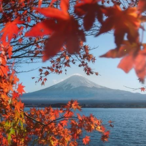 Viaje a Japón, 3 personas, arces rojos, 13 días, 30% de pago por adelantado.